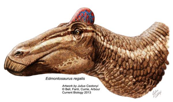Edmontosaurus regalis