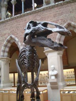 Schelet de Edmontosaurus