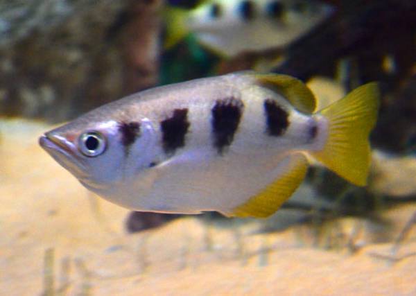 Archerfish (Toxotes chatareus)