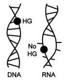 O deosebire între ADN și ARN
