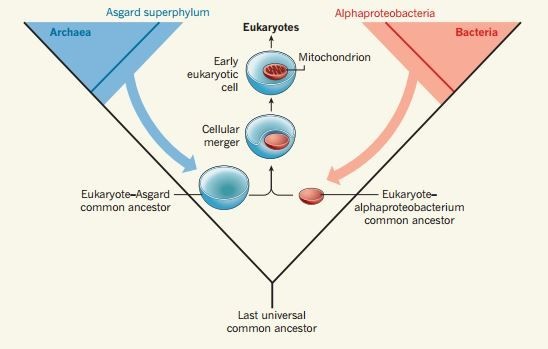 Importanța microbilor Asgard în apariția eucariotelor