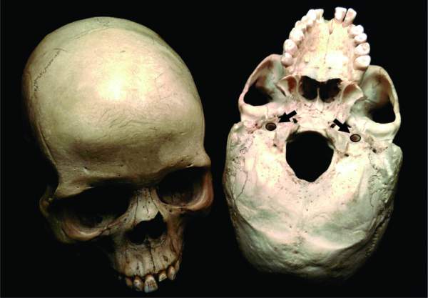 Cranii umane