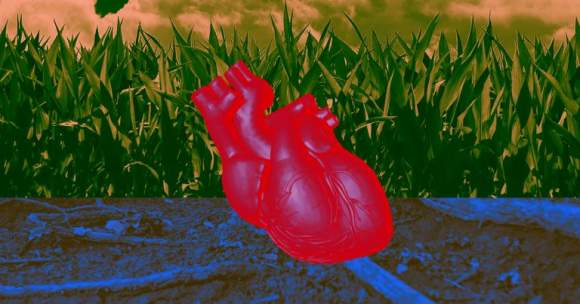 Tesut cardiac crescut în laborator pulsează precum o inimă
