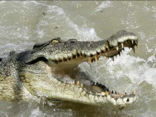 Crocodilii