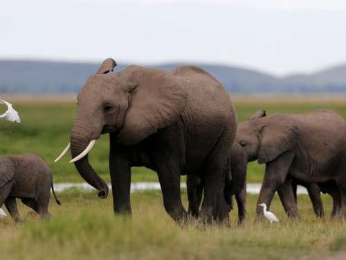 Elefanții