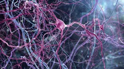 Neuronii din creierul uman
