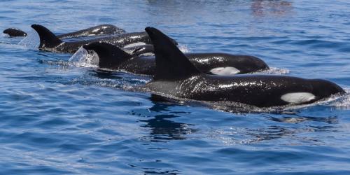 Balene ucigașe într-un grup de familie