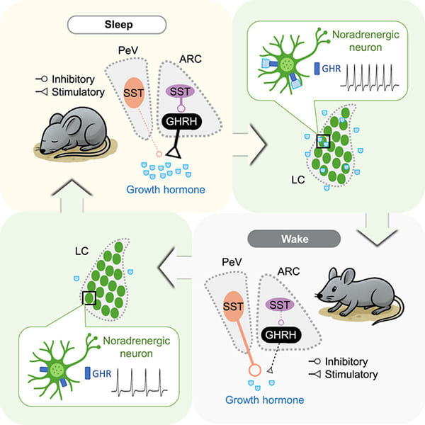 Diagrama experimentelor cu șoareci