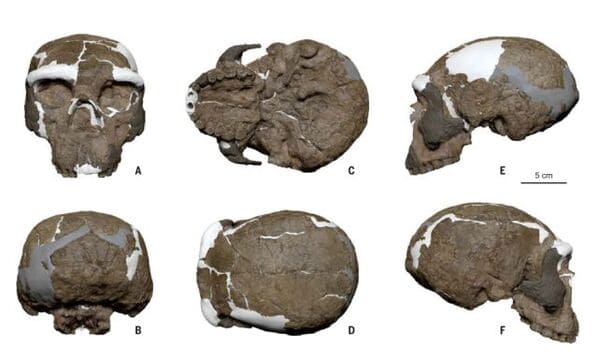 Reconstrucția lui Yunxian-2 Reconstrucția lui Yunxian-2